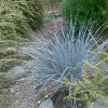 Elymus Magellanicus